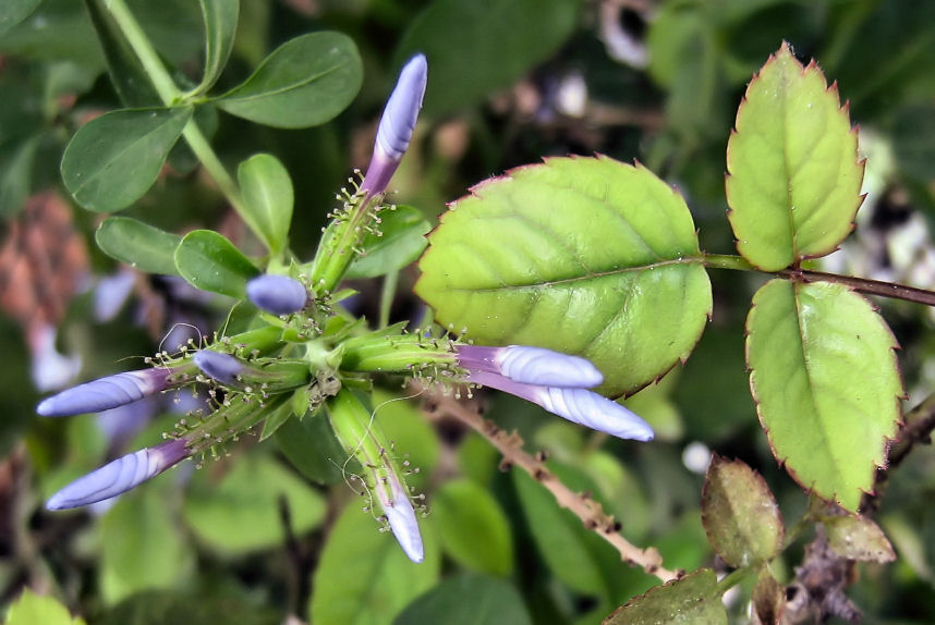 Fiori e foglie